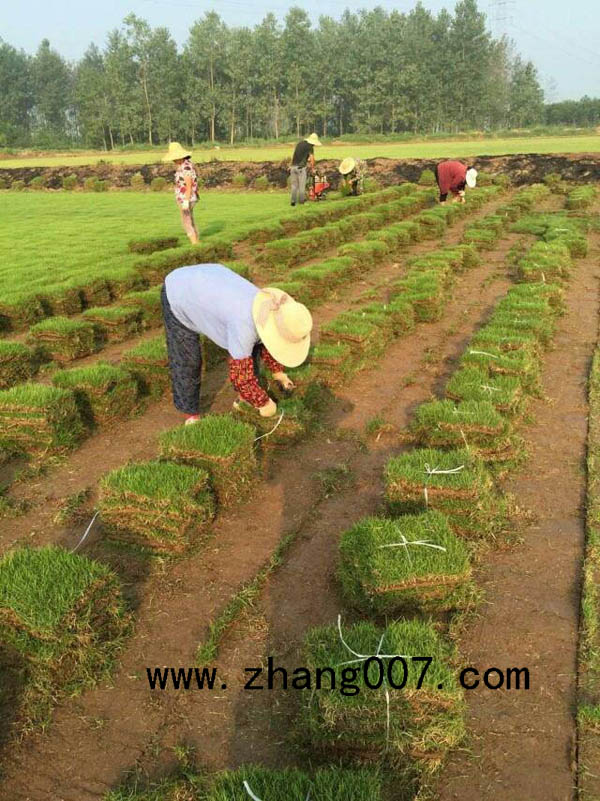 黑麥草 (1).jpg