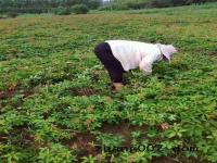 【五葉地錦】爬山虎小苗在哪里購買_價格_圖片_基地_產地