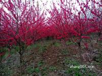 【碧桃】紅葉碧桃價格紅葉碧桃產地_基地_圖片_價格