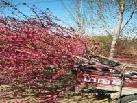 【碧桃】處理一批7公分紅葉碧桃價格低廉絕對白菜價_基地_圖片_價格