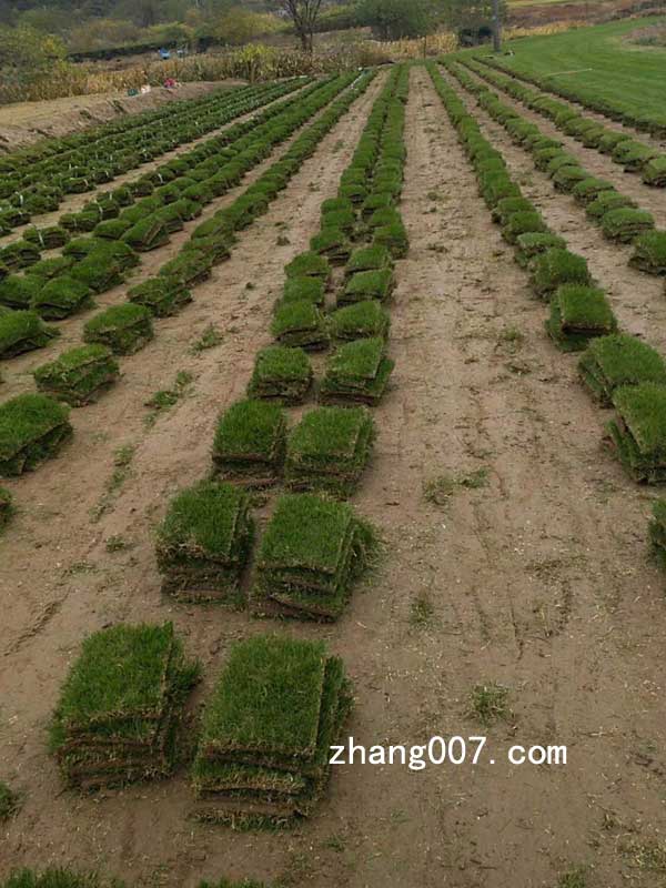 高羊茅草坪型種子 (16).jpg