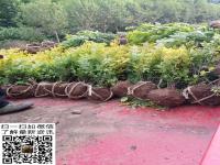 50公分高度金葉女貞幾月份種植合適密度多少合適