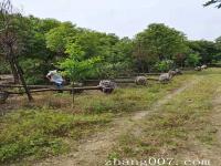 香樟樹在幾月份移植最佳_18公分的香樟樹價格