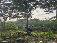 【 南欒】欒樹種植使用種子還是直接買苗