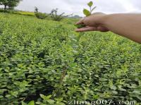 小葉扶芳藤耐寒嗎適合種植在什么地方