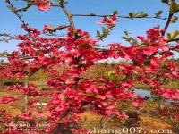 貼梗海棠種植時間幾月適合_基地_產地