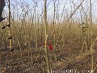 樸樹小苗哪里有樸樹行情如何種植產地基地