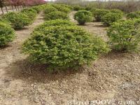 黃色花球類品種黃刺玫種植產地基地